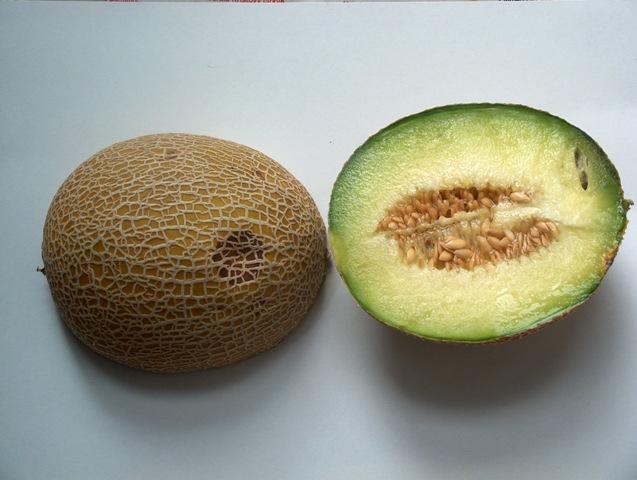 معرفی گیاهان - خربزه